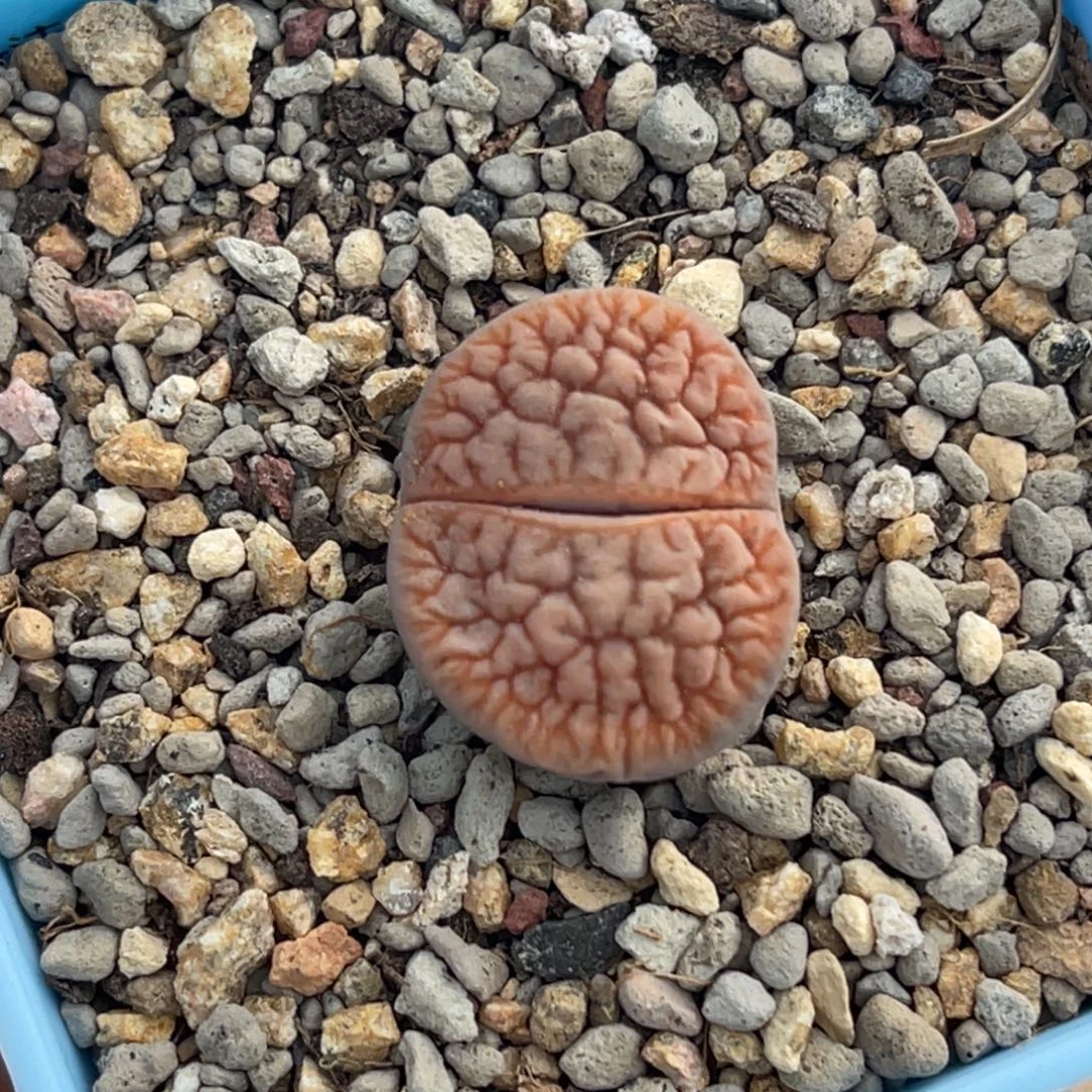 9131睫毛红曲一颗