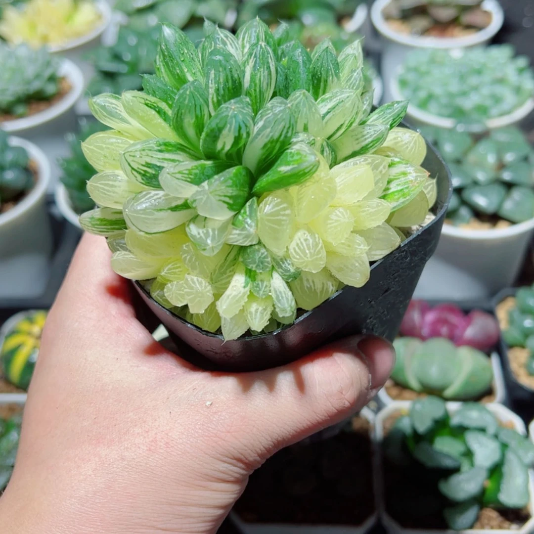 【闪购商品】小*子指定手捧花苏州玉露锦