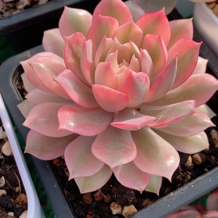 粉蝶锦多肉锦景天