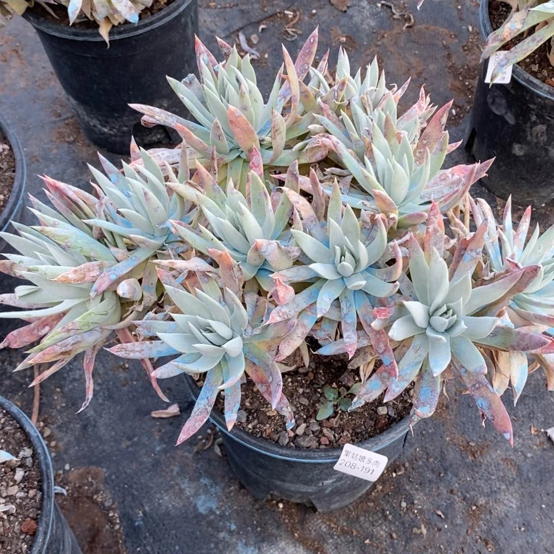 191号苹果叶粗腿子