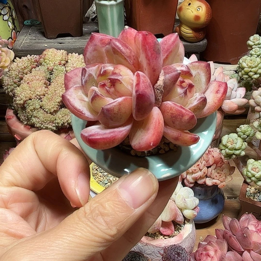 夜魔侠 多肉含盆土 一物一拍