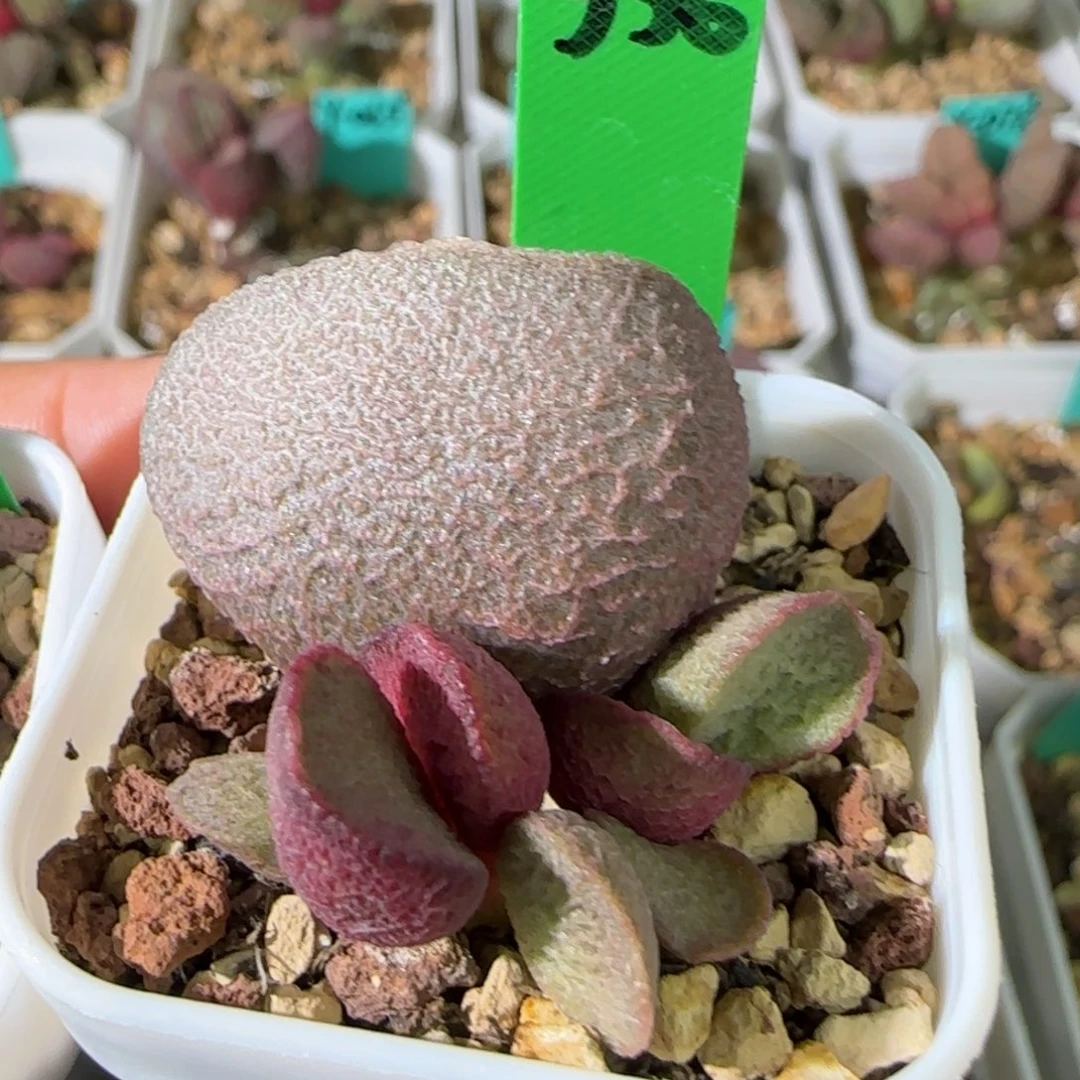 编号556大叶插，四方盆发