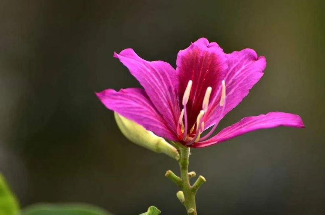 羊蹄甲 烈香杜鹃 荀子 羊奶果