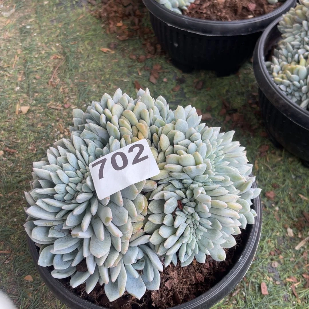 若*?7022222222222