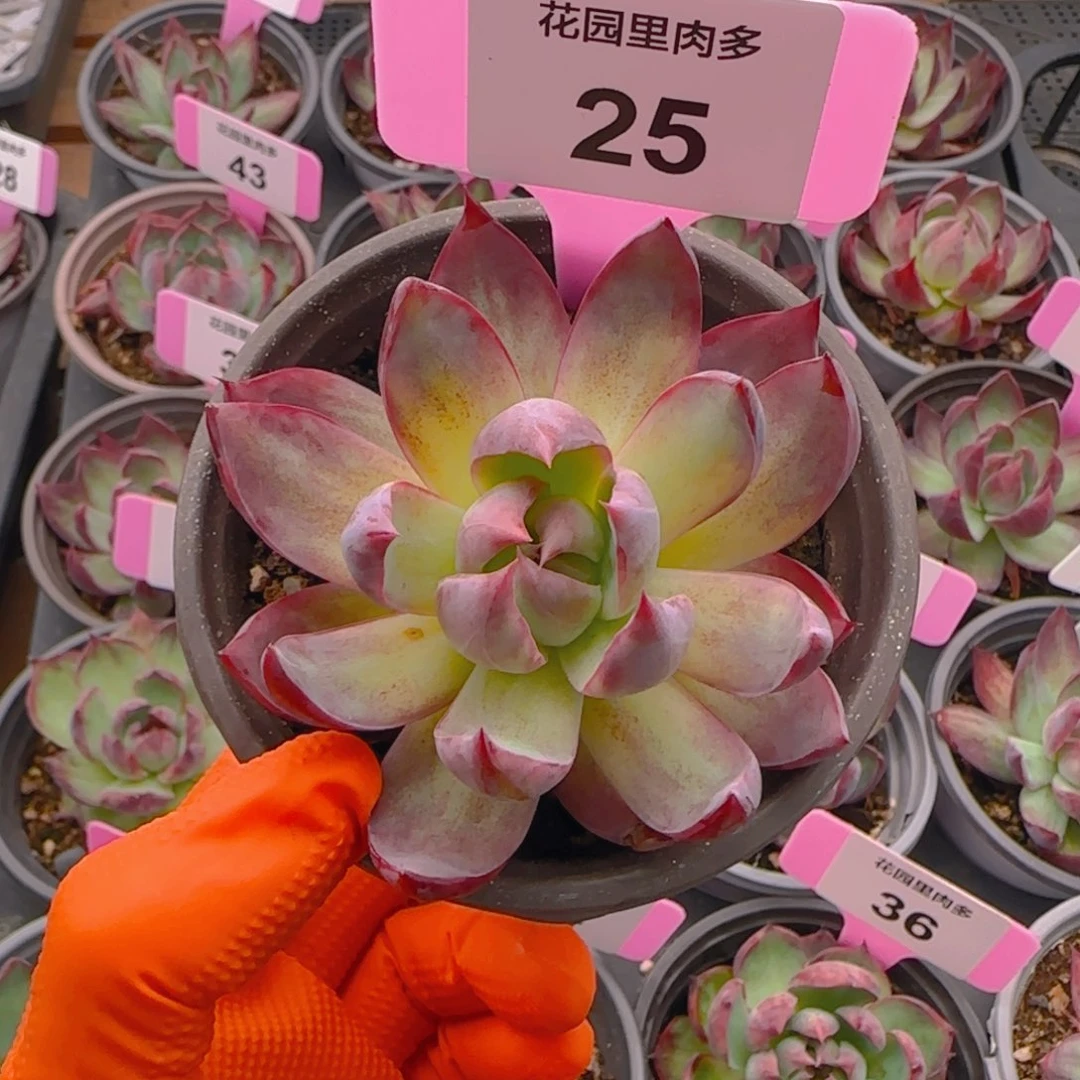 许****制25惊鸿单头多肉