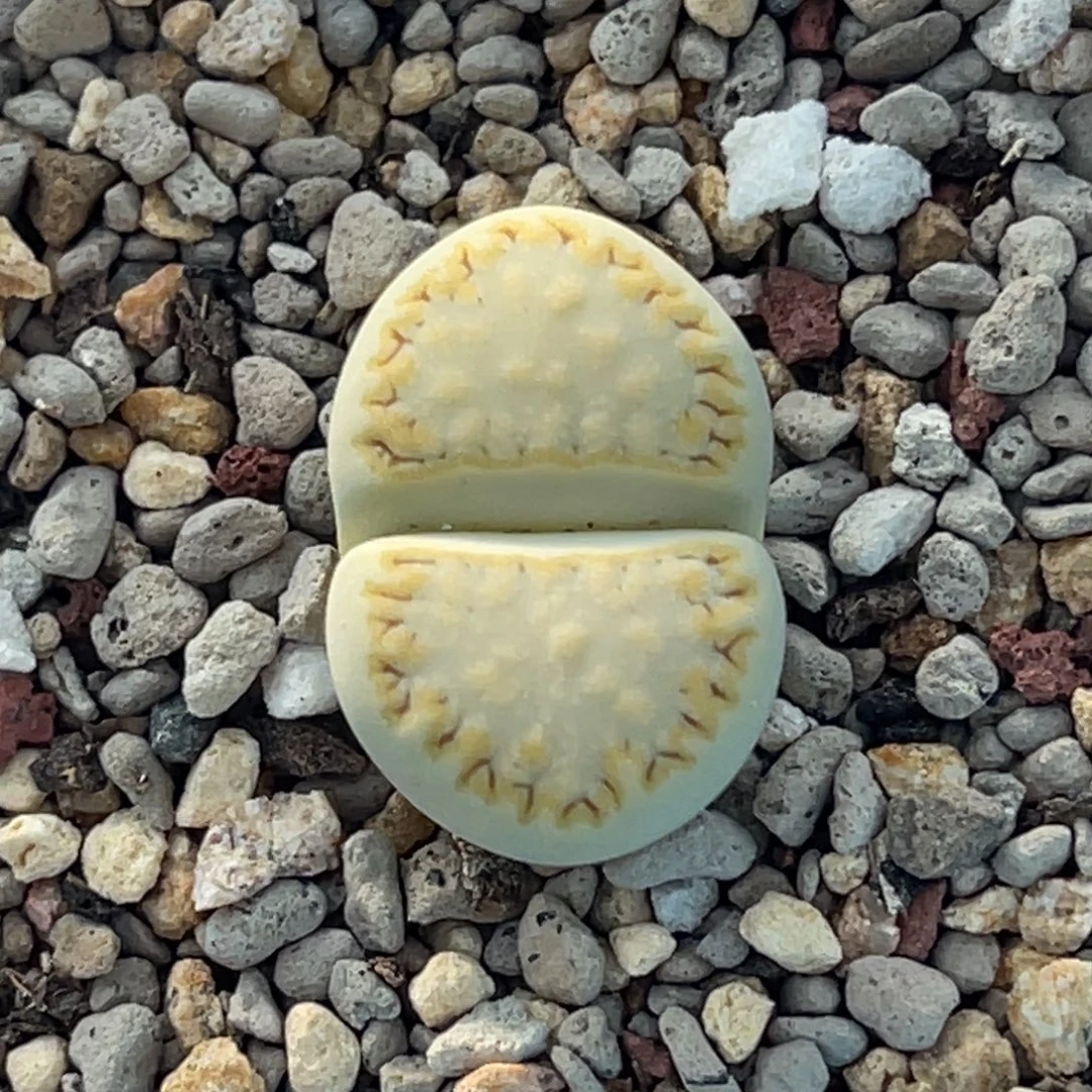 7870金边黄绿饼干一颗