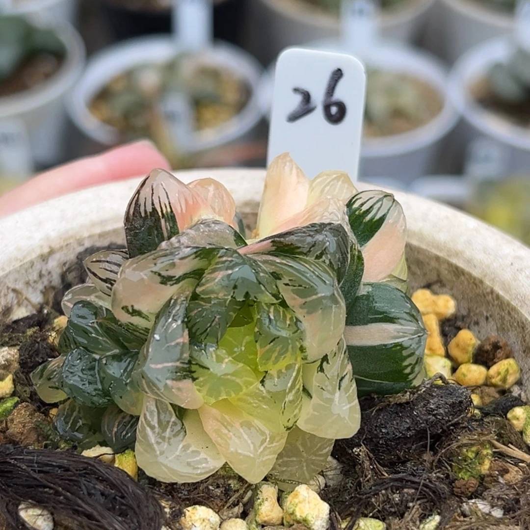 26群生冰灯玉露锦福利专场