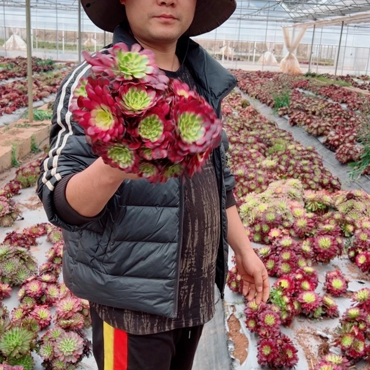 小颗舞天姬多肉法师