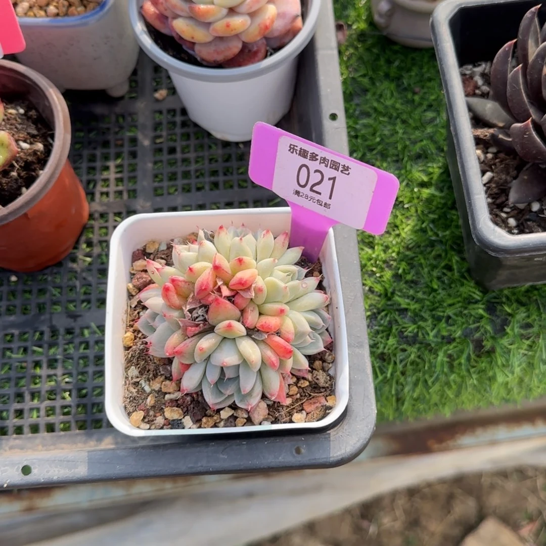 墨*多肉植物11111111