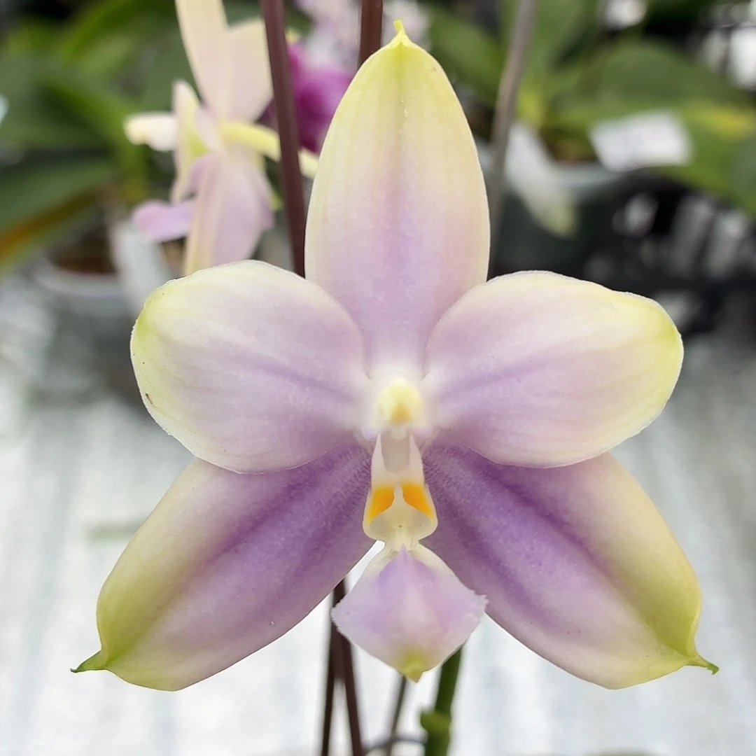 完全开放9136yss1181