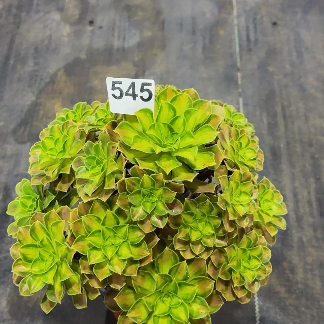 545韶华法师植物多肉