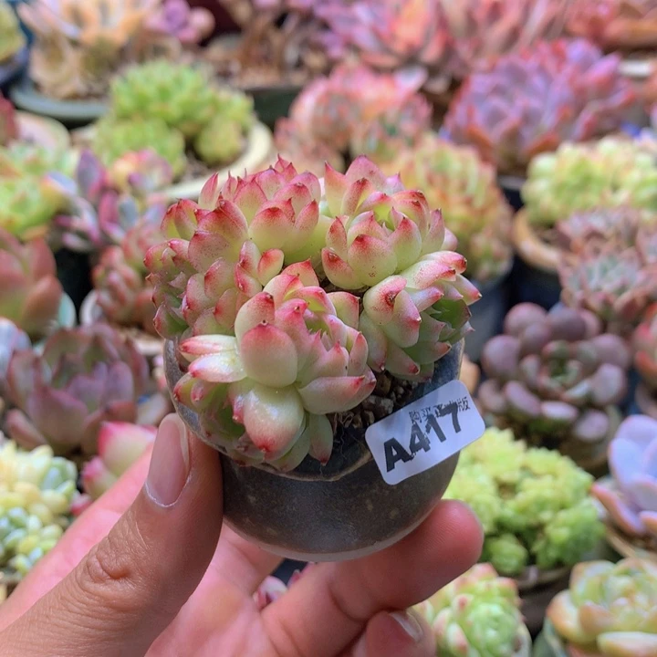 一物一拍含盆土满38包邮A417