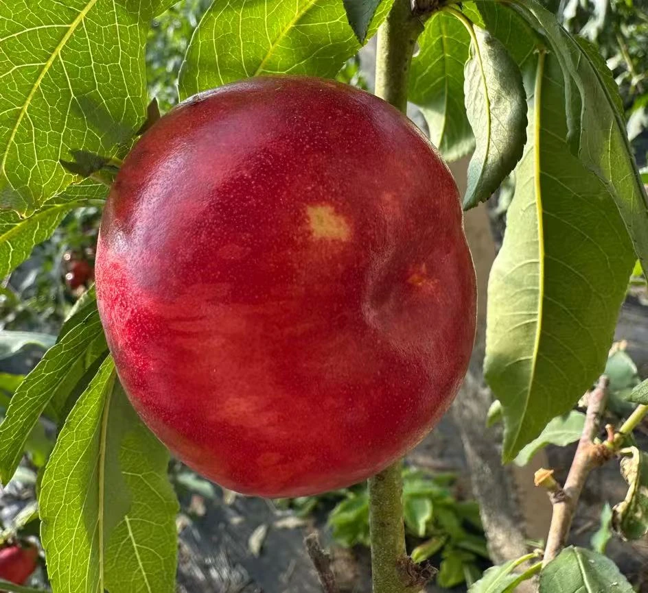 国产头茬蟠桃孕妇解馋新鲜水果现摘现发Y