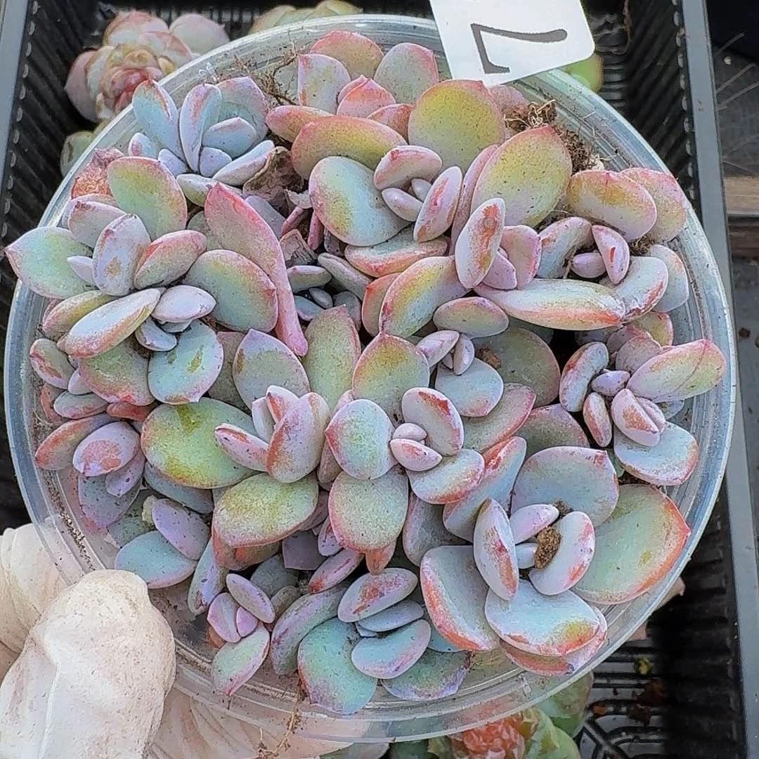 多肉植物多肉植物736