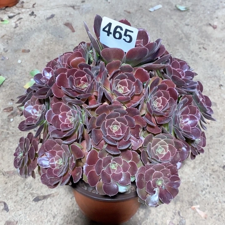 法师植物一物一拍465