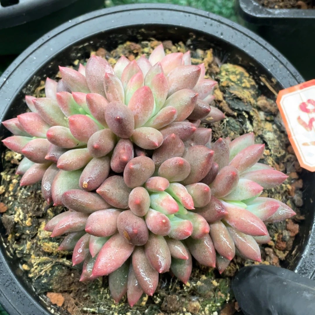 051 一物一拍28包邮非偏远