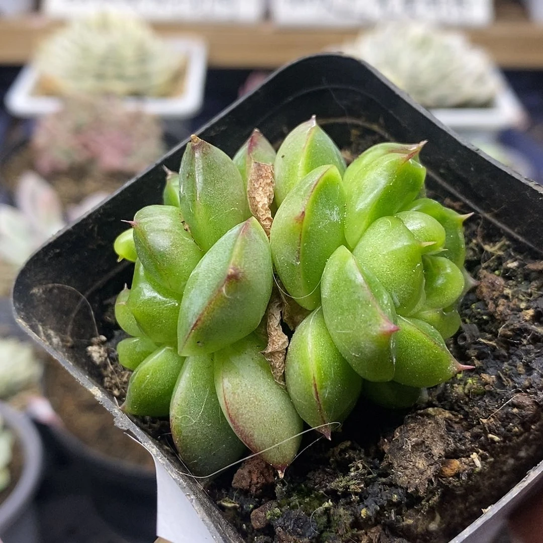 15112 皮艾拉珍妮双头