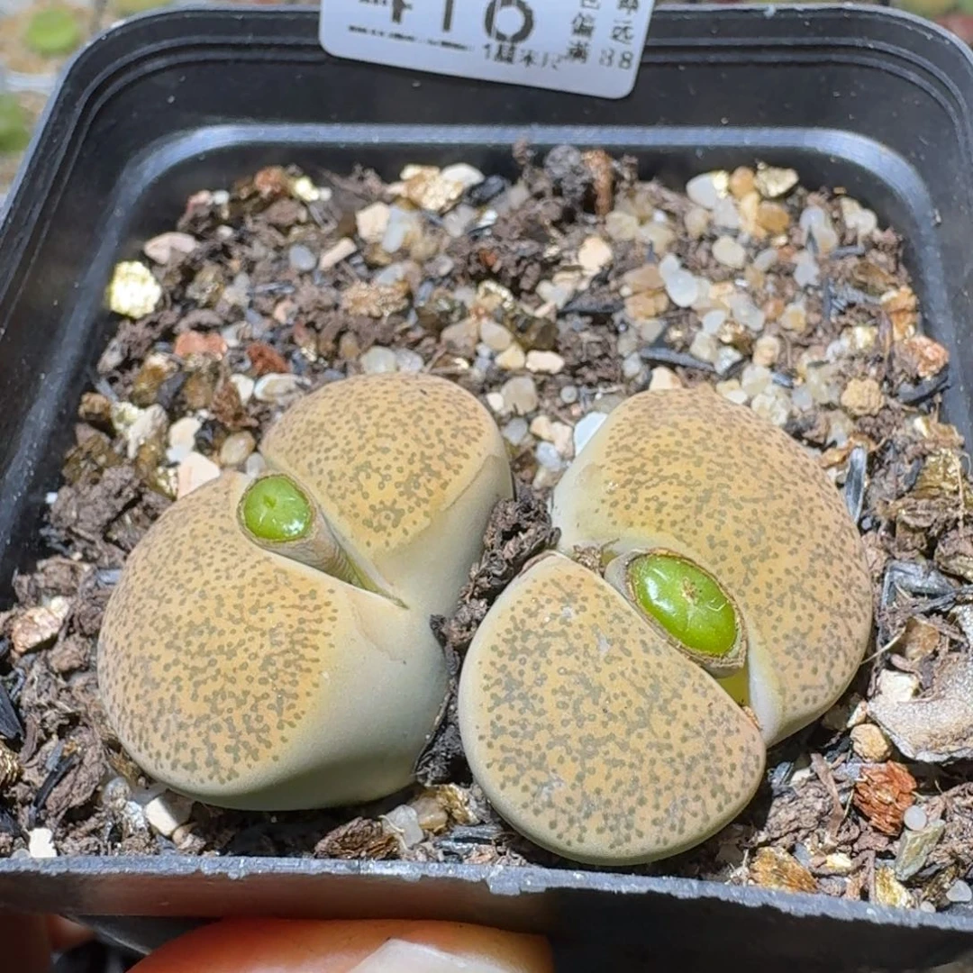 Sss清仓价便宜了416卡4.3