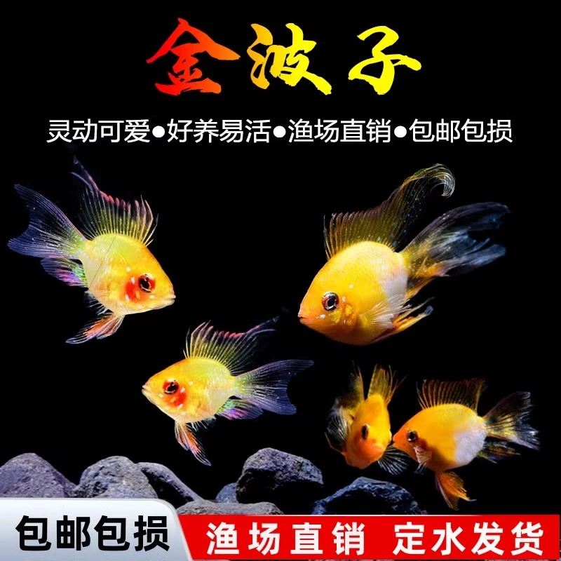 【直播优惠】金波子蓝波子阿凡达波子宝蓝球热带鱼金波子