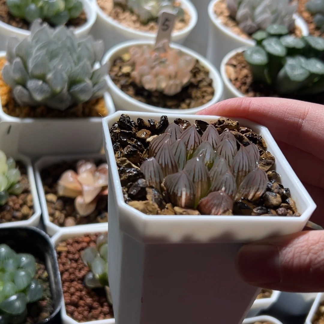 霓虹灯锦多肉植物