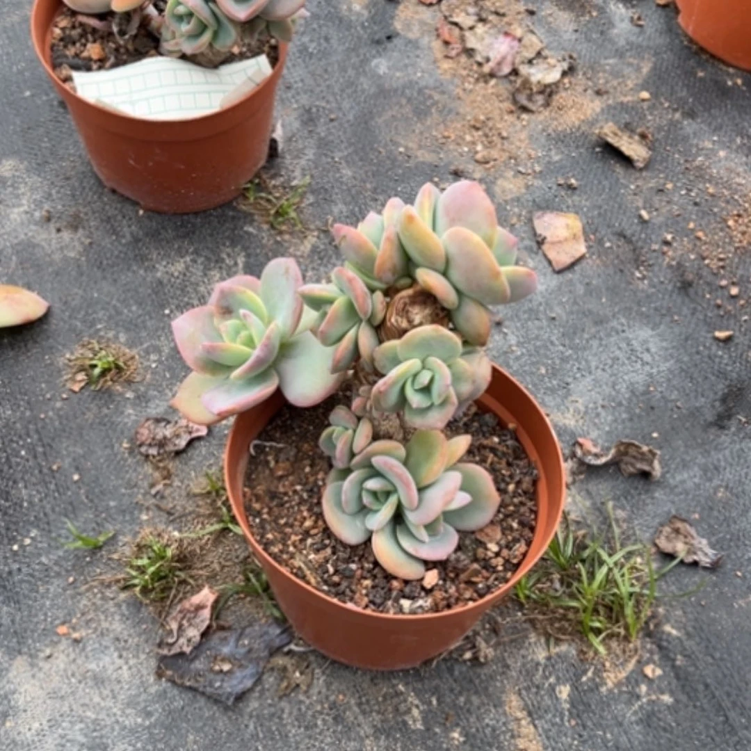 【闪购商品】国****姐白凤多肉植物