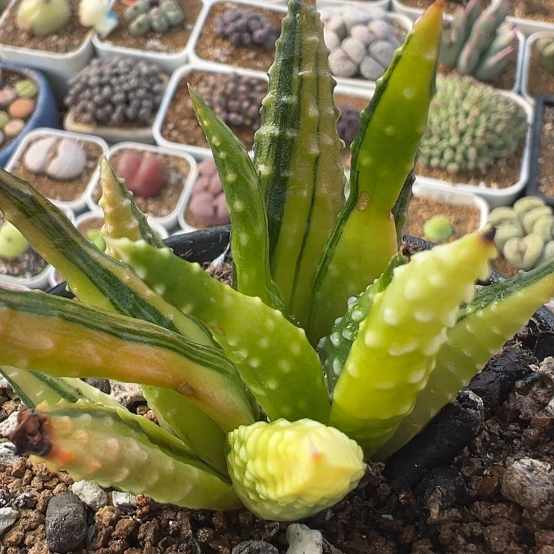 502多肉植物百科吧