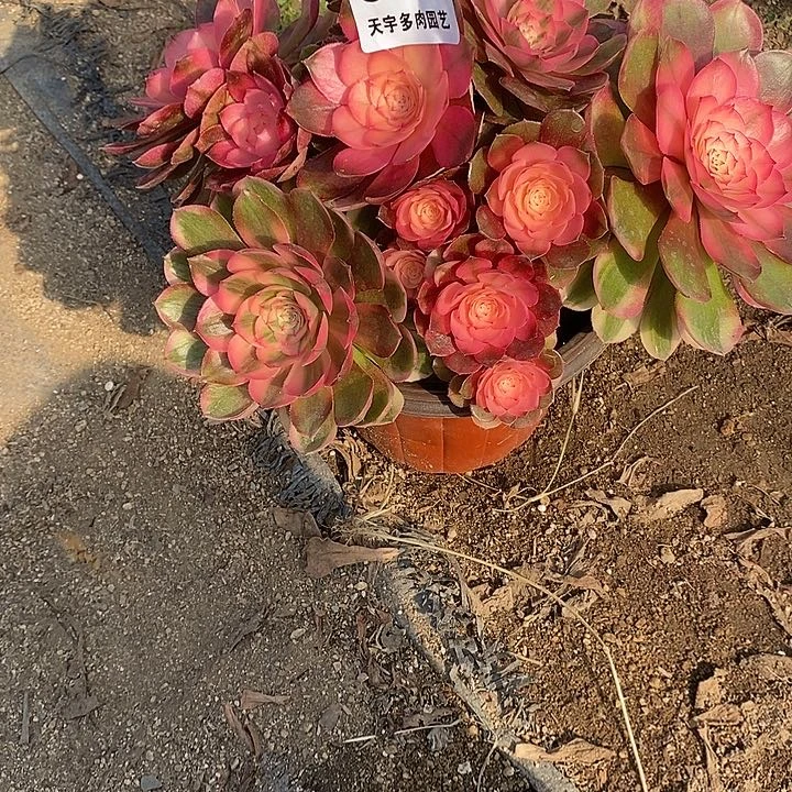 多肉植物荔枝684多肉