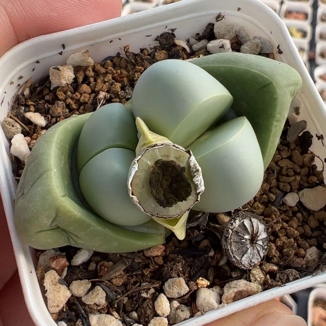 411多肉植物百科