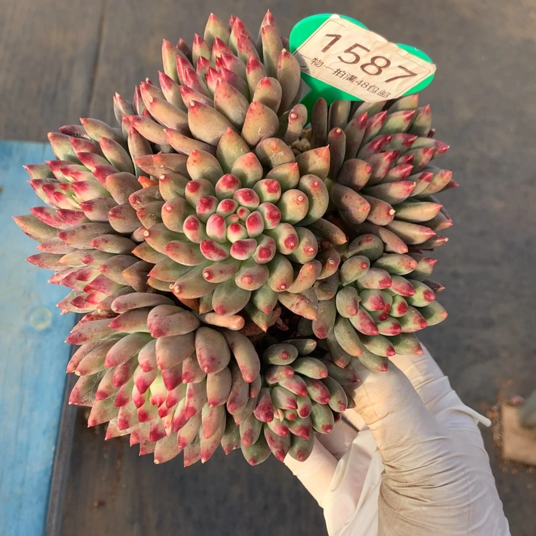 二代虞美人无砍捧花1587