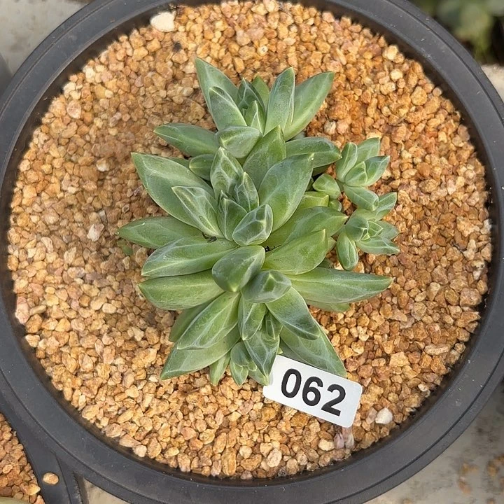 美人系群生062脱土发