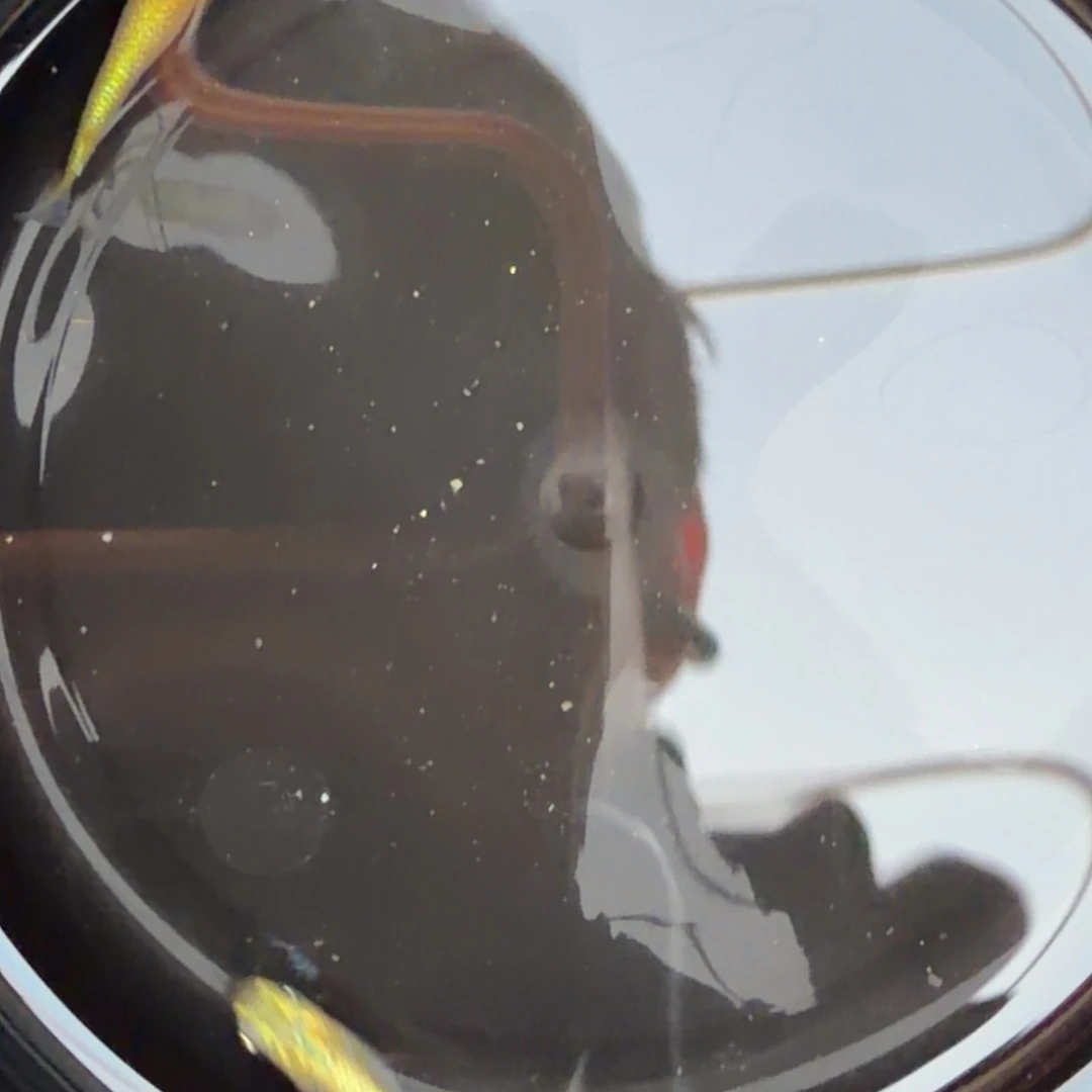 青鳉鱼观背青鳉43