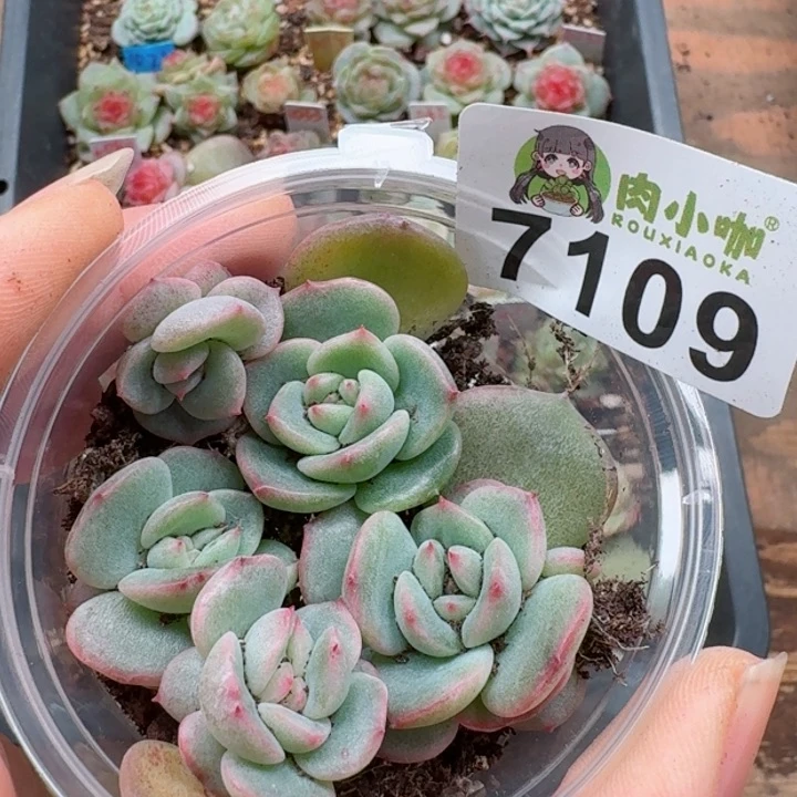 多肉植物多肉植物