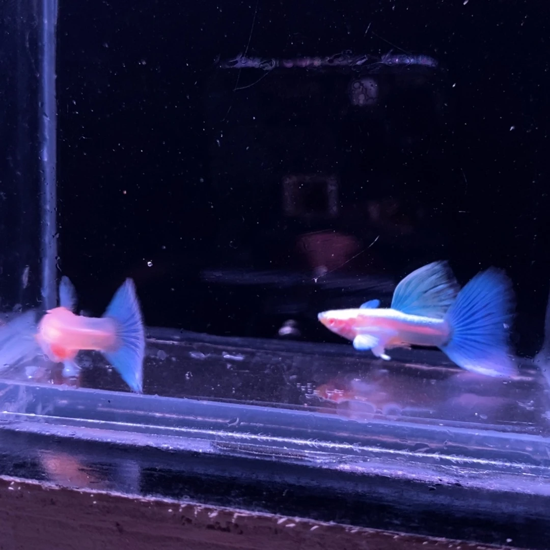 孔雀鱼蓝色飞船一对