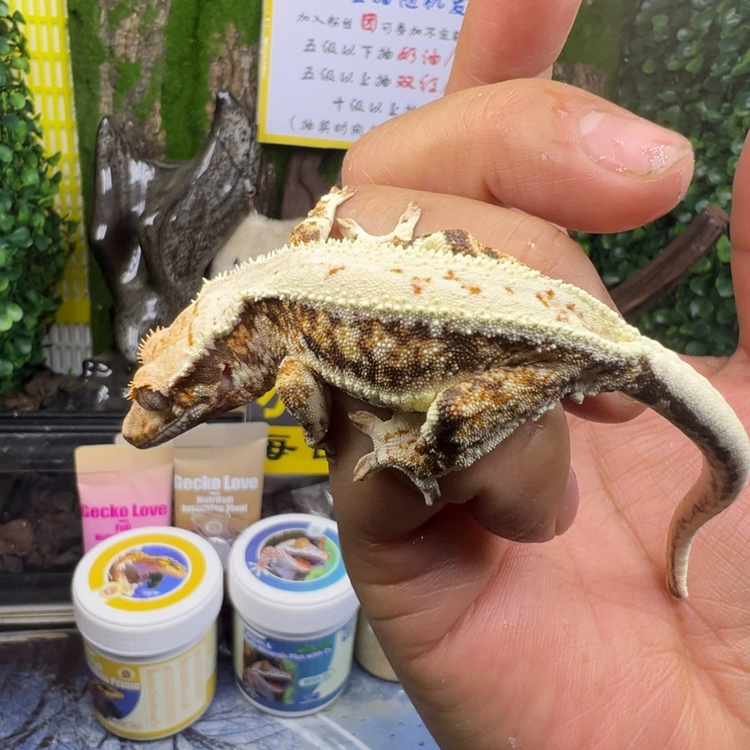 睫角守宫超黑底三色莉莉