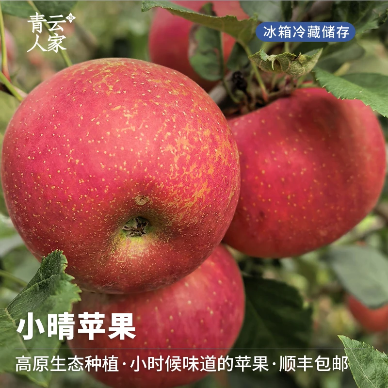 【青云人家】生态种植小晴苹果4.5斤装 新鲜现摘脆甜多汁顺丰包邮