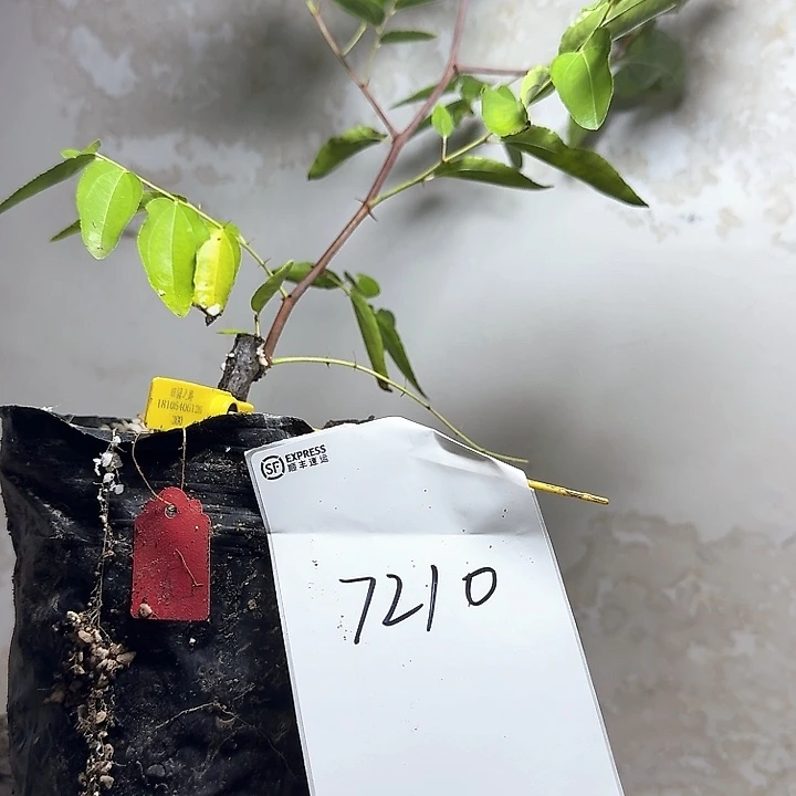 路***道无花朵无核枣7210