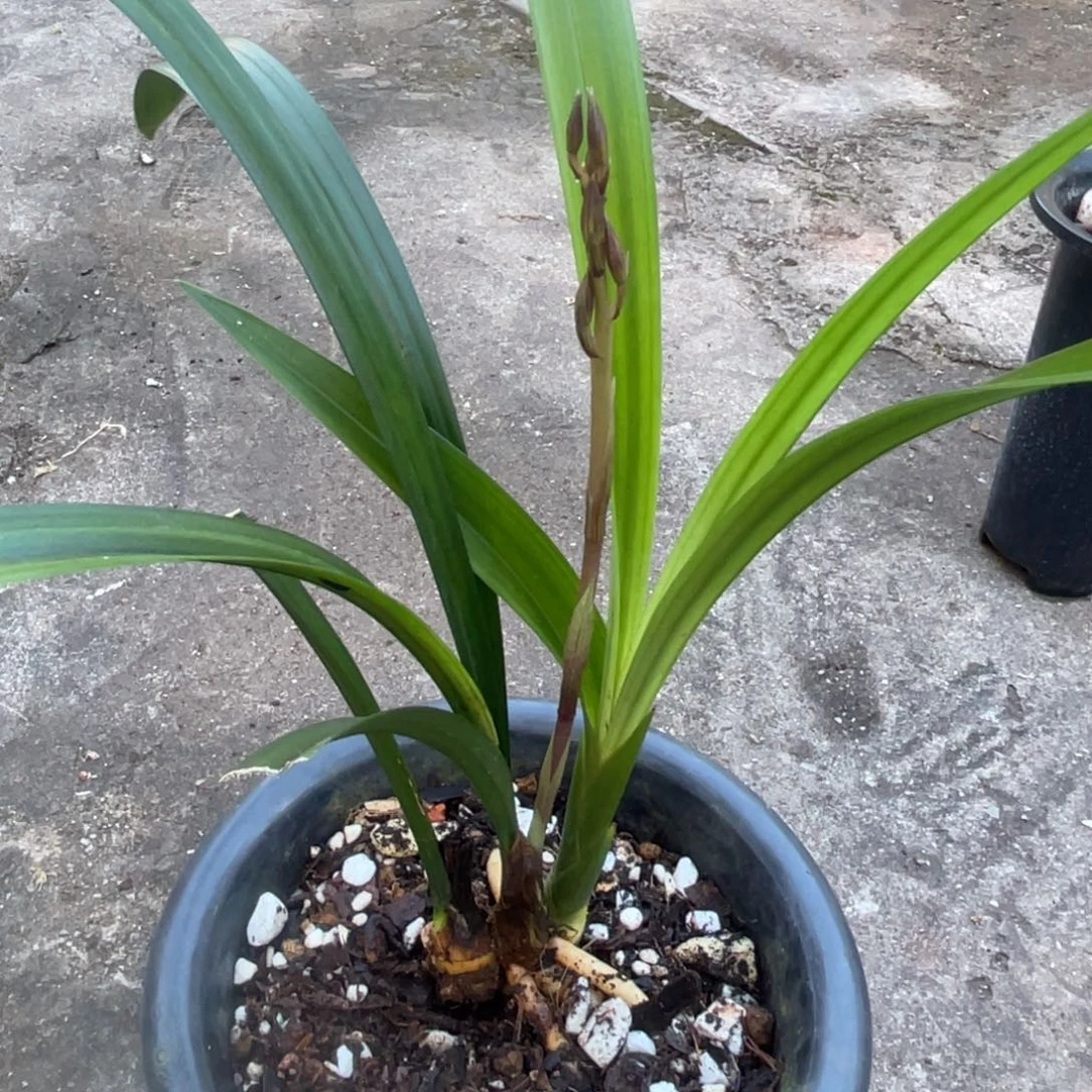 无花朵秋榜红花，一物一拍。