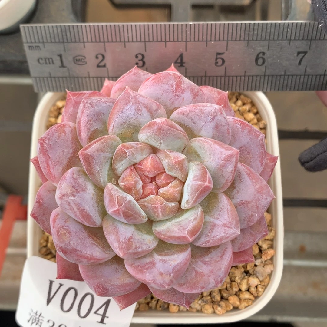 4。老桩琥珀母本。粉琥珀。