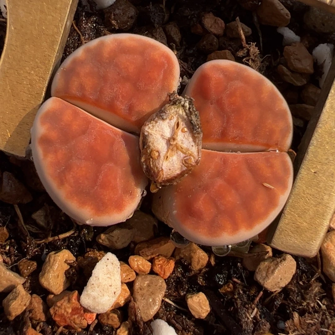 冰橙母本多肉植物百科