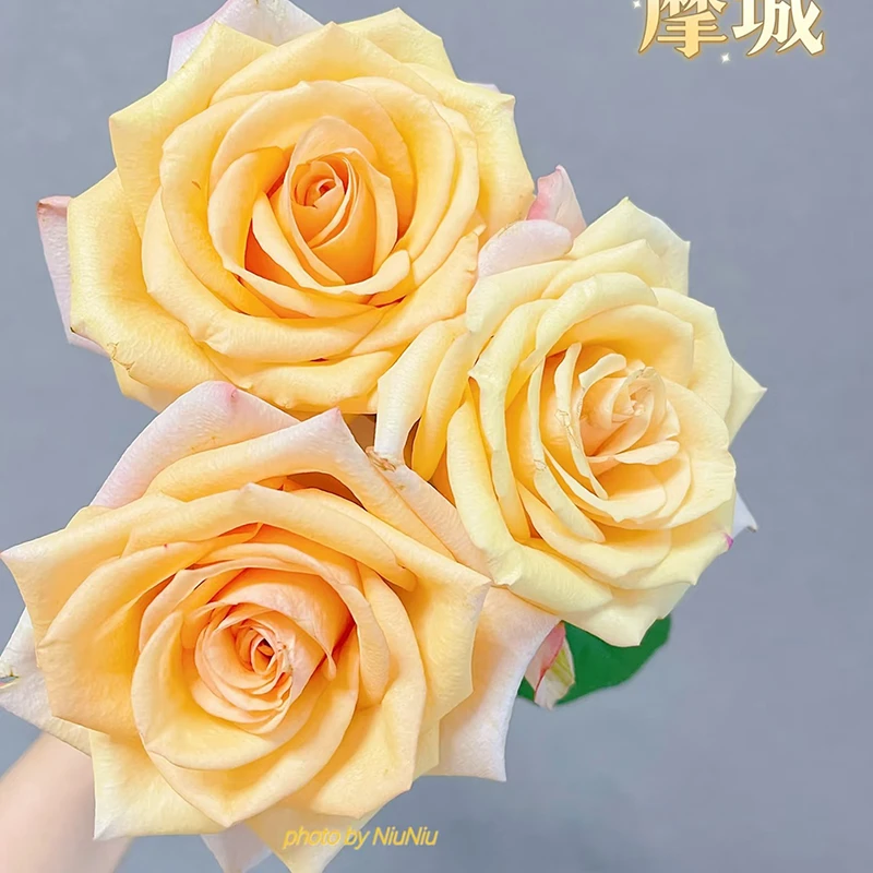 【摩城】玫瑰【3单包邮顺丰空运/95%市区次日达】