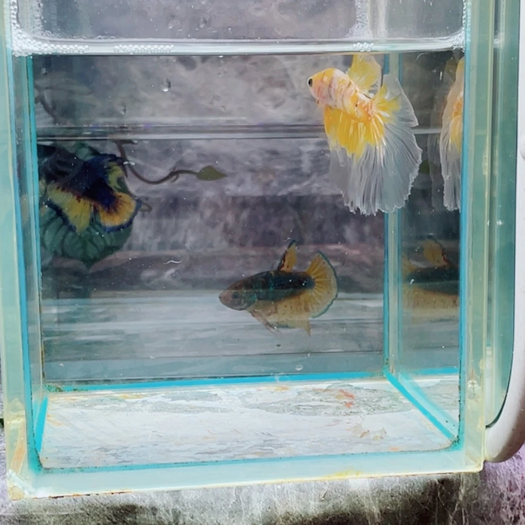 斗鱼育平斗鱼泰国斗鱼