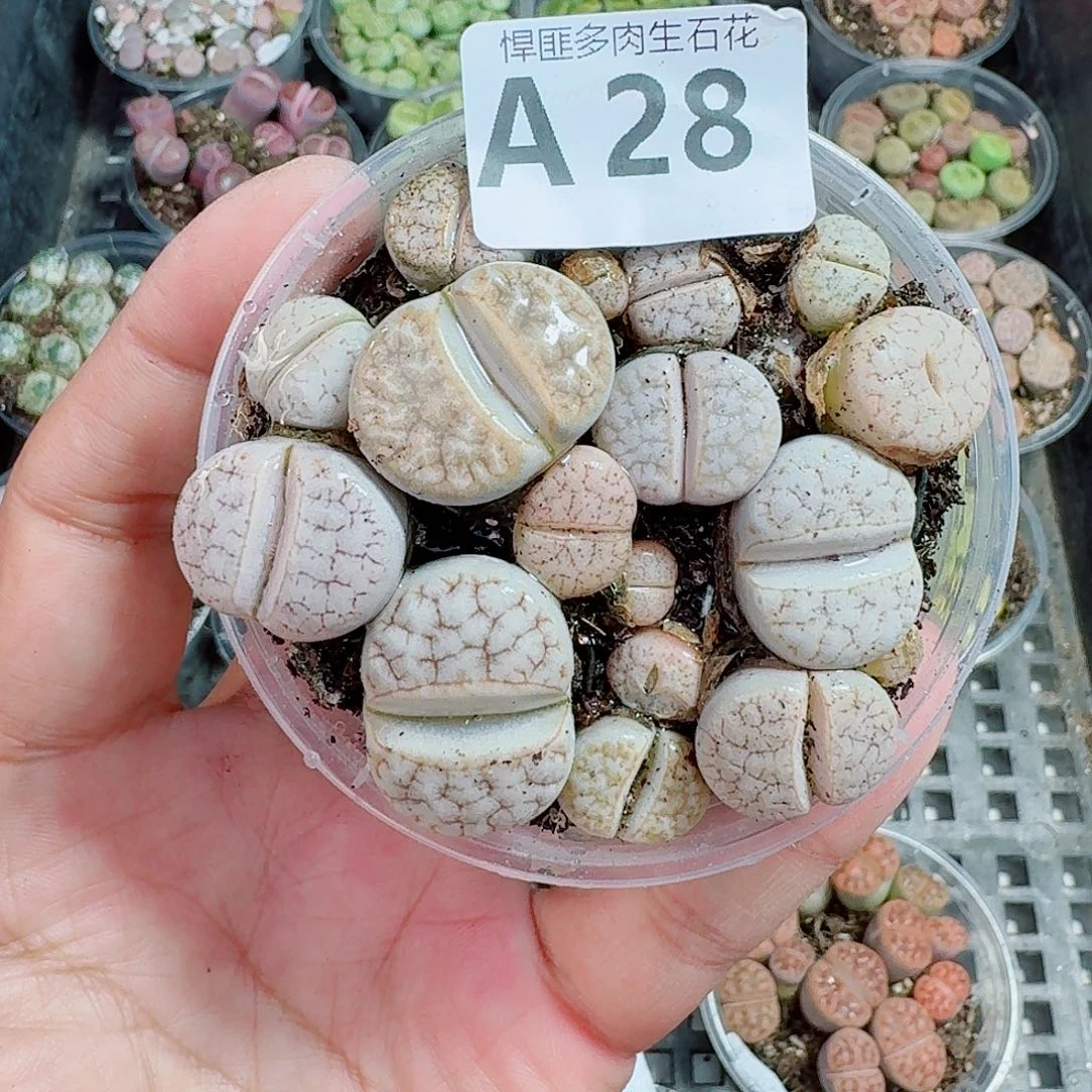 28多肉植物多肉植物