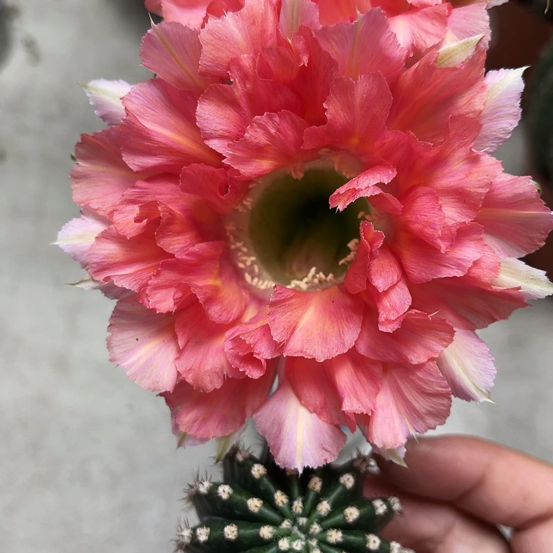金刚新花色侧芽3公分左右