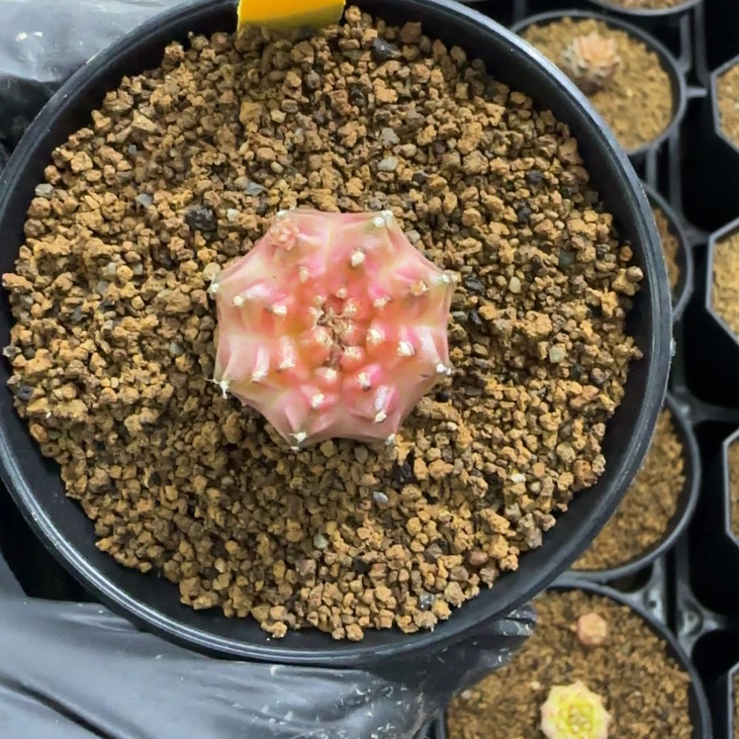 344号泰系实生轮回有侧芽