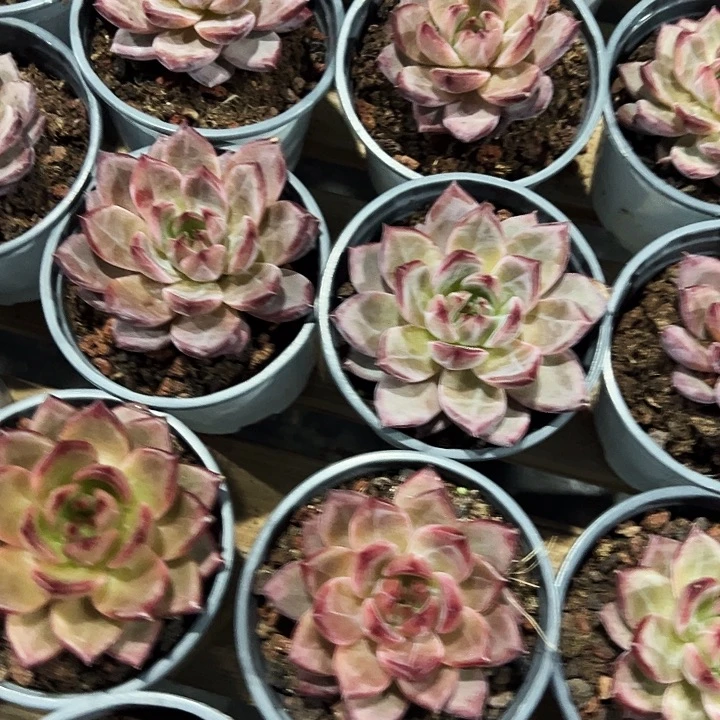 夜魔侠      福利多多