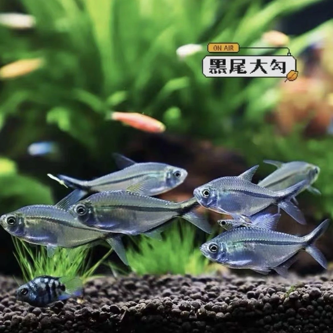黑尾大勾群游观赏鱼草缸小型淡水热带鱼皮实好养可混养