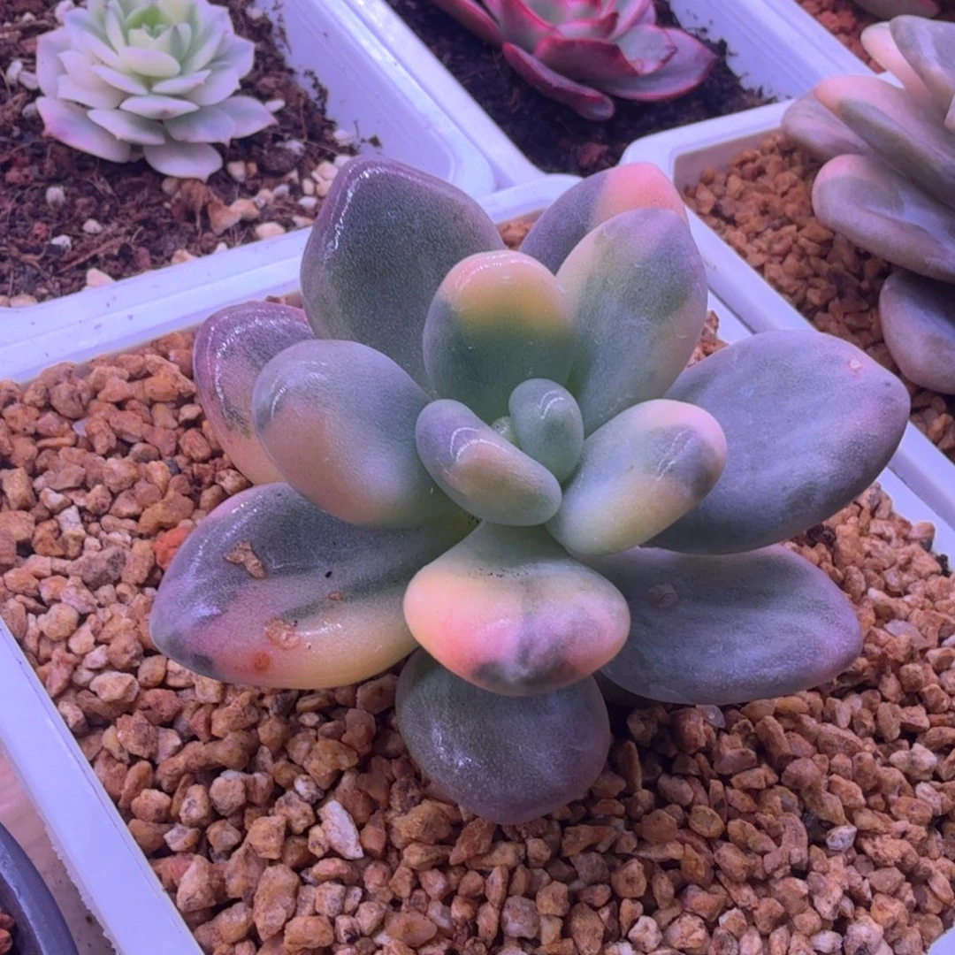 小***姐小明姐姐 多肉植物锦
