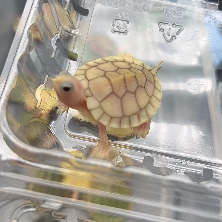 母绿毛龟焦糖1111