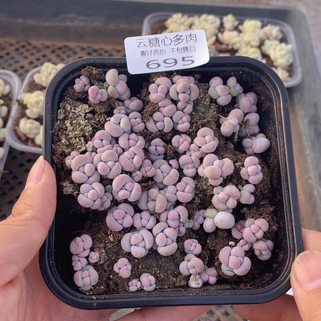 云糖心多肉植物695