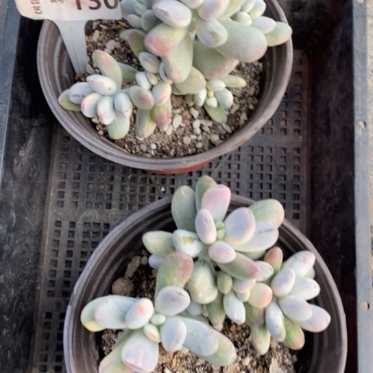 130一一一一一一一